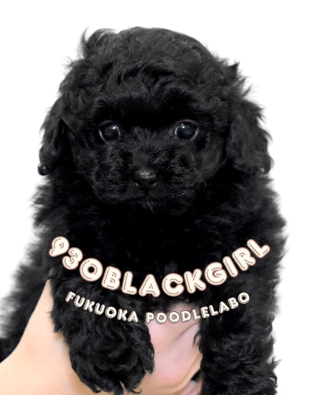 福岡プードル研究所 | 福岡県久留米市のブリーダー | プードル専門の