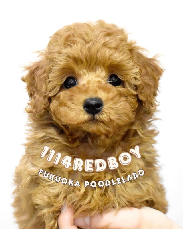 福岡プードル研究所 | 福岡県久留米市のブリーダー | プードル専門の