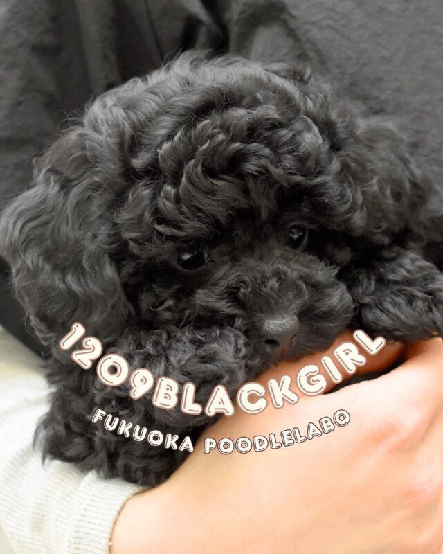福岡プードル研究所 | 福岡県久留米市のブリーダー | プードル専門の