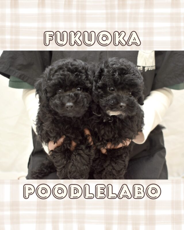 福岡プードル研究所 | 福岡県久留米市のブリーダー | プードル専門の