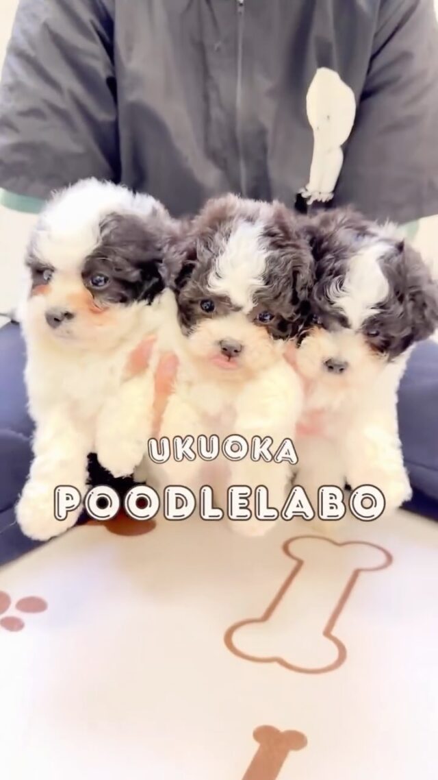 福岡プードル研究所 | 福岡県久留米市のブリーダー | プードル専門の